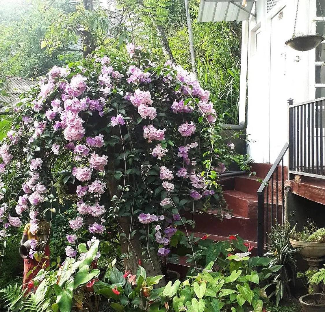 Kandy Mountain Cottage Rezort